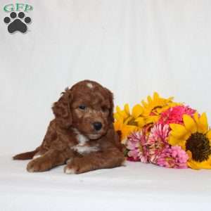 Hayden, Mini Goldendoodle Puppy